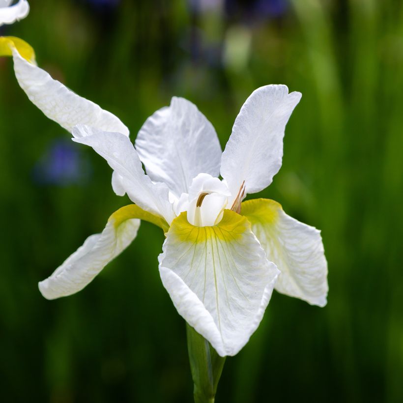 Iris sibirica Snow Crest - Iris de Sibérie (Blüte)