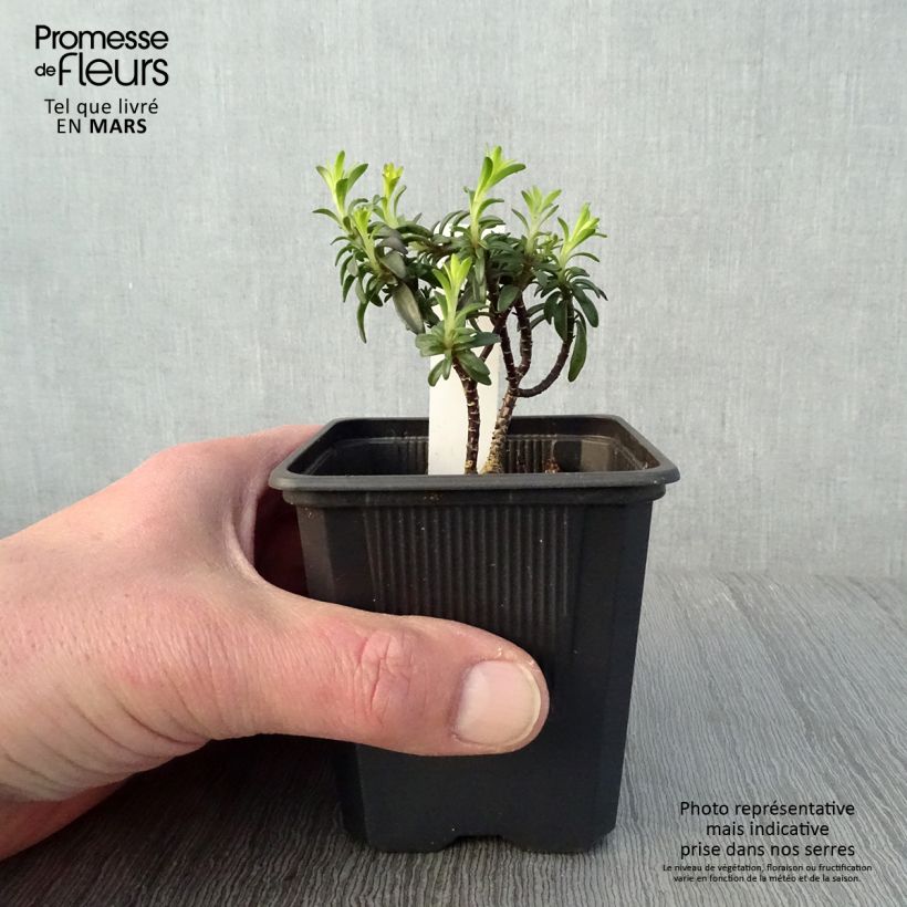 Example of Iberis Absolutely Amethyst - Immergrüne Schleifenblume Kleine Töpfe von 8/9 cm as you get in printemps