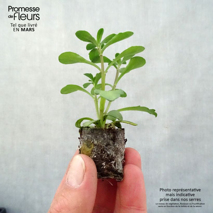 Exemplar von Iberis sempervirens Masterpiece - Immergrüne Schleifenblume Mini-Plug Ø 3/4 cm wie im Frühjahr geliefert