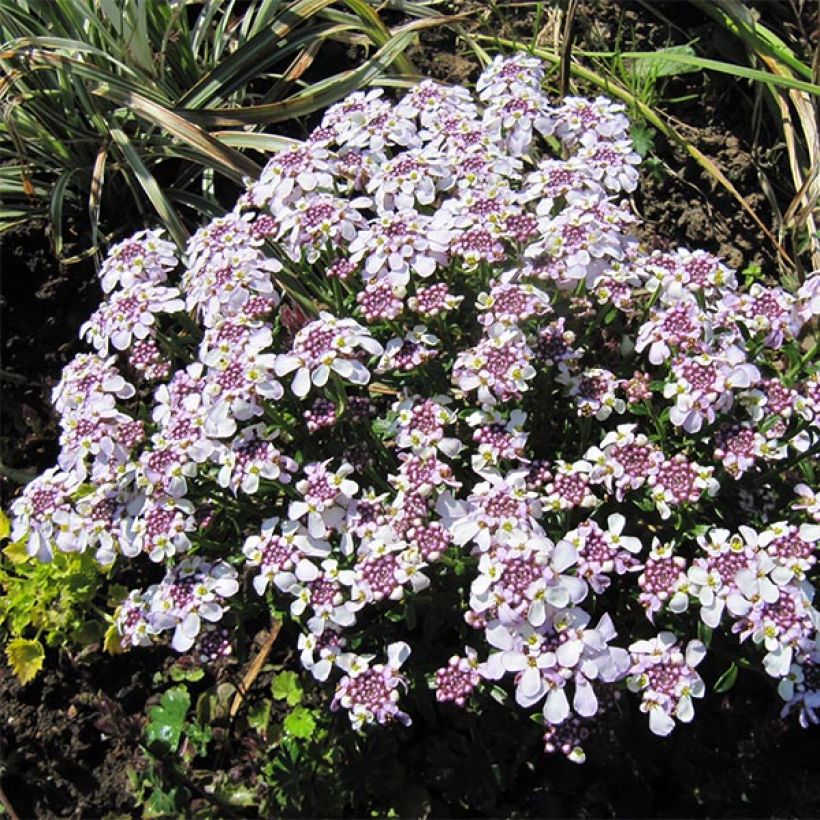 Iberis sempervirens Pink Ice - Immergrüne Schleifenblume (Plant habit)