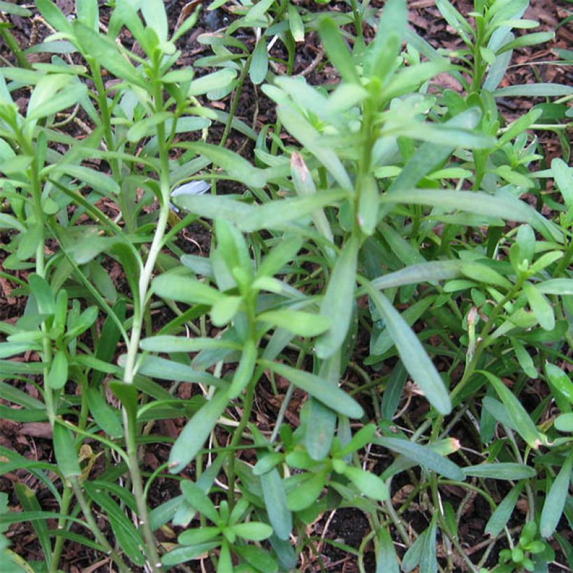 Iberis sempervirens Weisser Zwerg - Immergrüne Schleifenblume (Foliage)