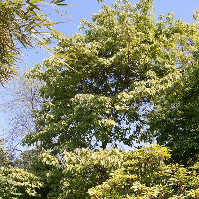 Idesia polycarpa - Orangenkirsche (Wuchs)