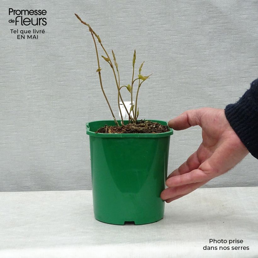 Exemplar von Dioscorea batatas - Chinesische Yamswurzel Topf mit 2L/3L wie im Frühjahr geliefert