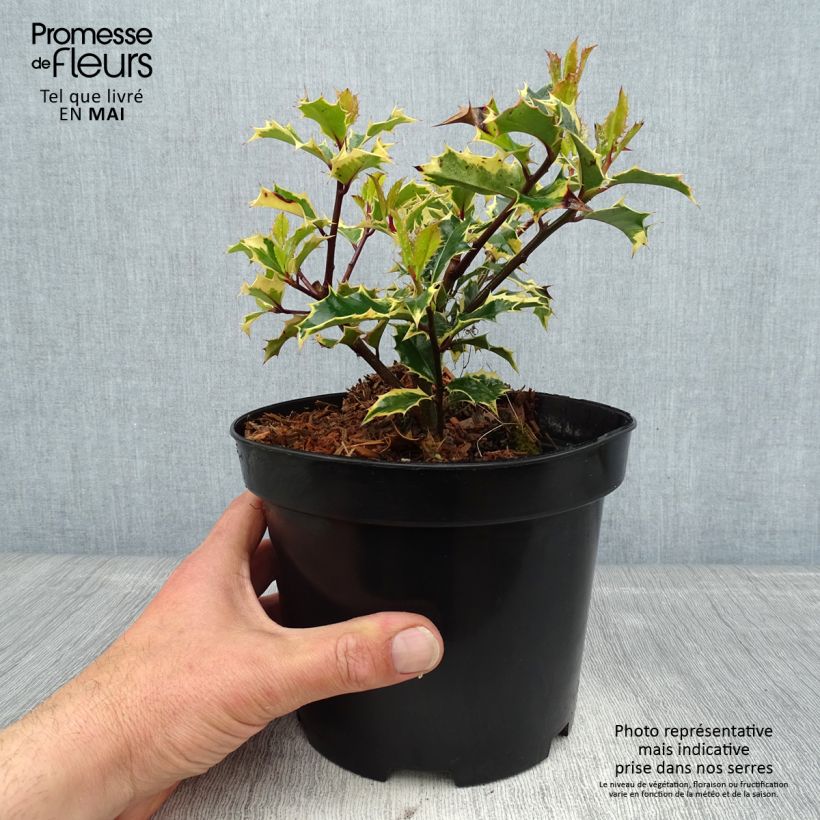 Example of Stechpalme Madame Briot - Ilex aquifolium Topf mit 3L/4L as you get in printemps