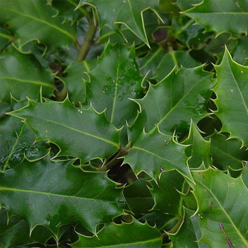 Europäische Stechpalme - Ilex aquifolium (Foliage)