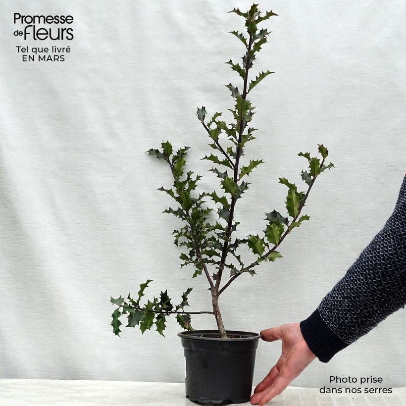 Example of Europäische Stechpalme - Ilex aquifolium Topf mit 2L/3L as you get in printemps