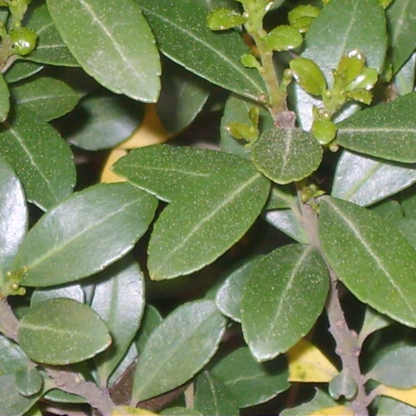 Japanische Stechpalme Green Hedge - Ilex crenata (Foliage)