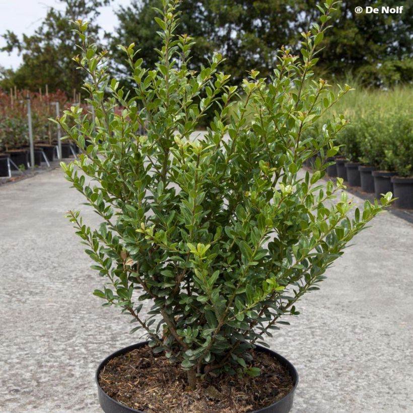 Japanische Stechpalme Caroline Upright - Ilex crenata (Wuchs)