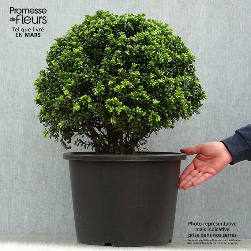 Exemplar von Japanische Stechpalme Convexa - Ilex crenata Topf mit 7,5L/10L, Kugel wie im Frühjahr geliefert