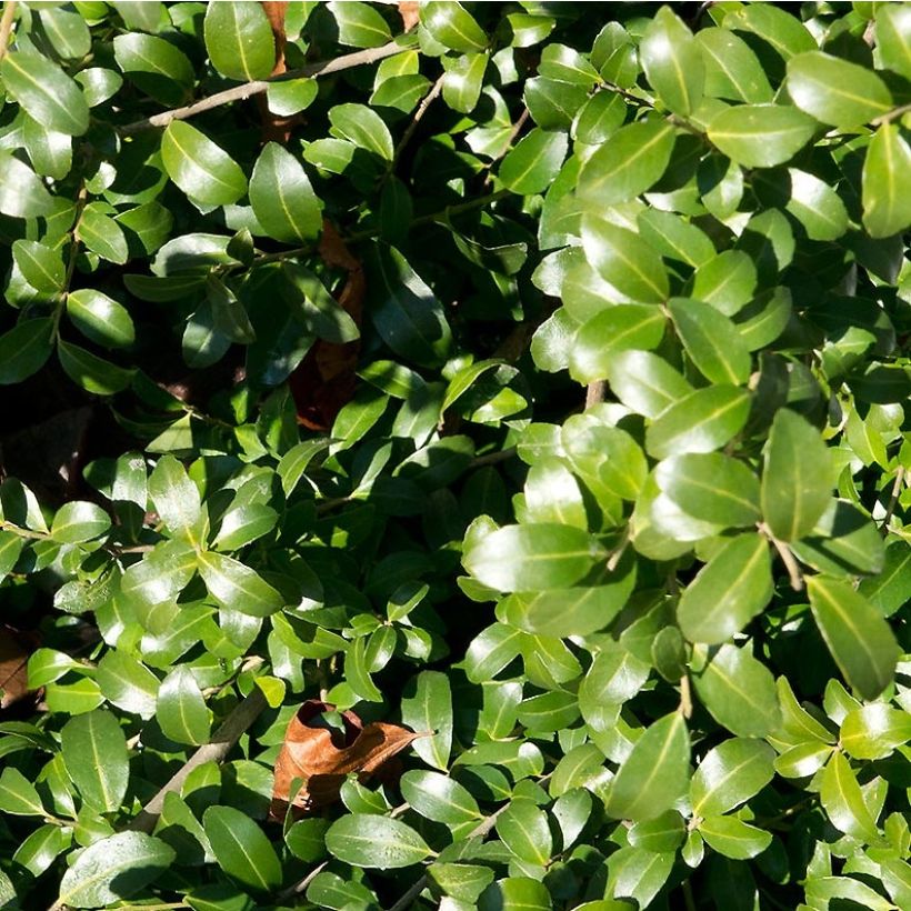 Japanische Stechpalme Kinme - Ilex crenata (Foliage)