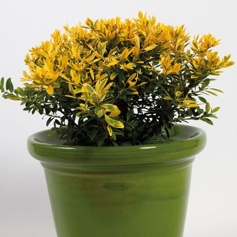 Japanische Stechpalme Lingold - Ilex crenata (Wuchs)