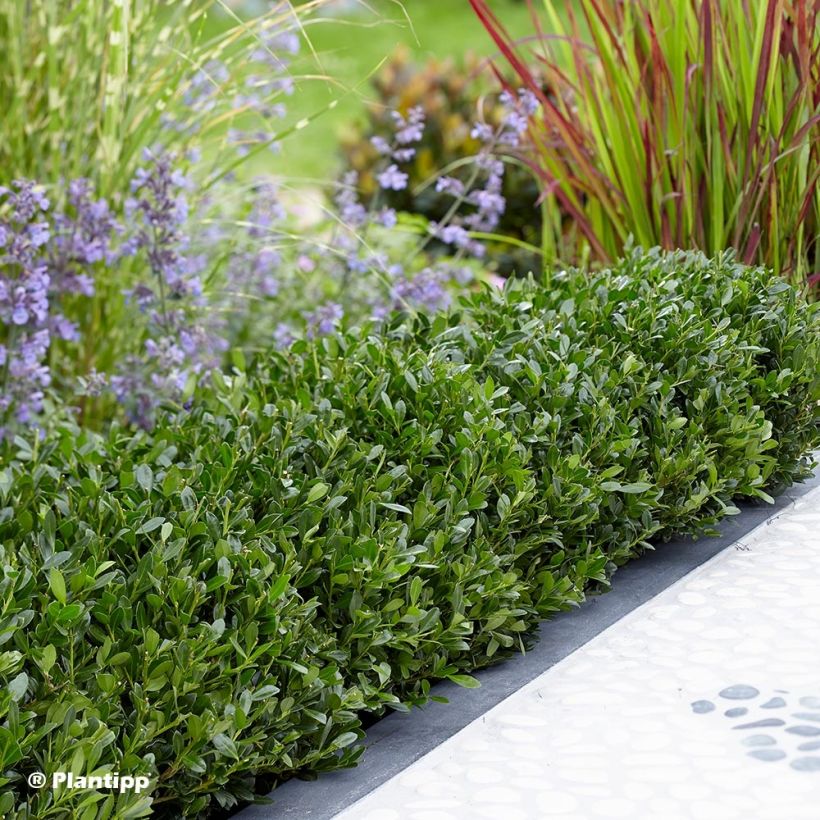 Japanische Stechpalme Luxus Globe - Ilex crenata (Wuchs)