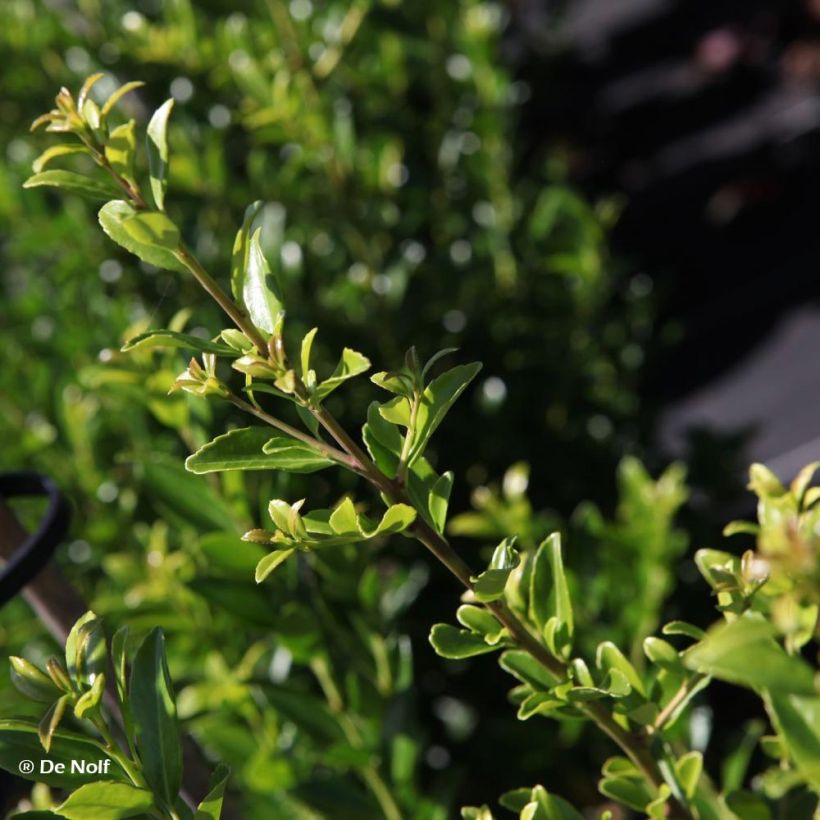 Ilex maximowicziana Kanehirae - Stechpalme (Foliage)