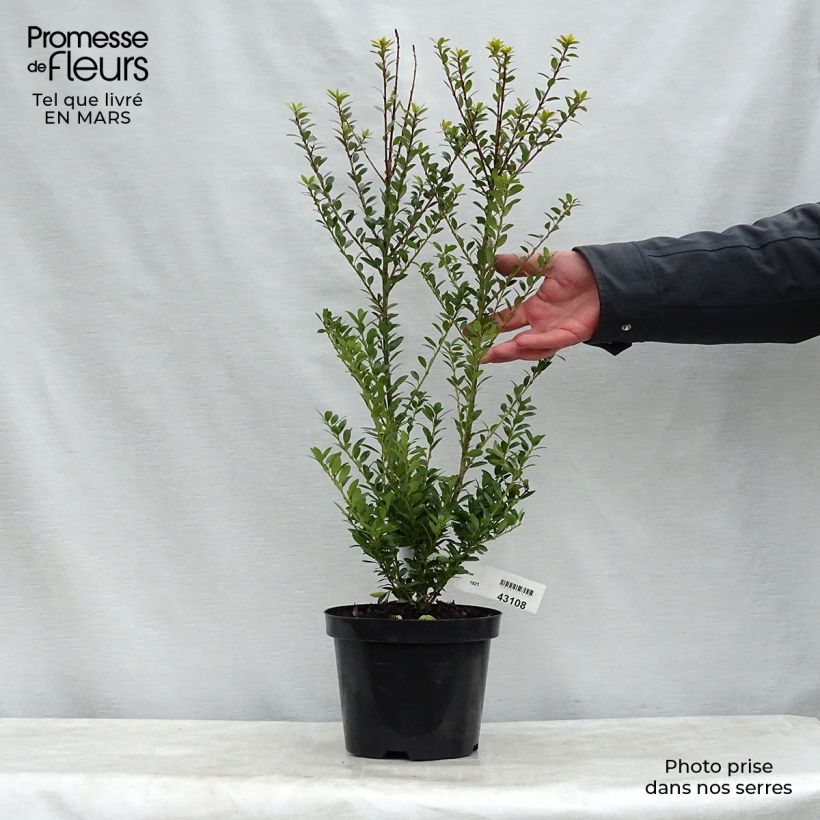 Example of Ilex maximowicziana Kanehirae - Stechpalme Topf mit 3L/4L as you get in printemps