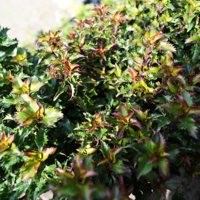 Stechpalme Little Rascal - Ilex meserveae (Foliage)
