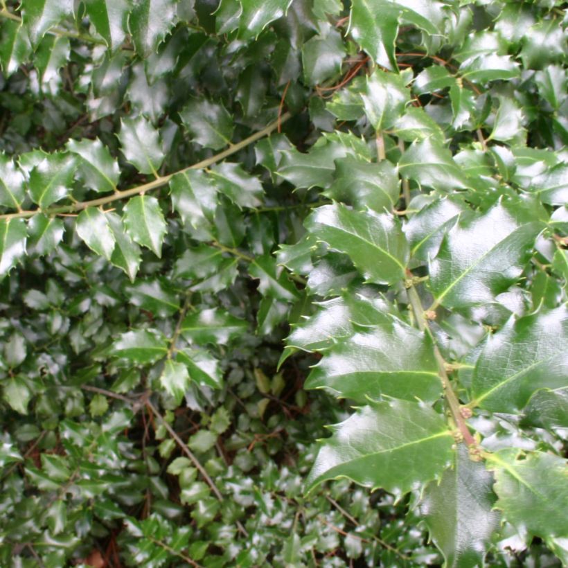 Stechpalme Blue princess - Ilex meserveae (Foliage)
