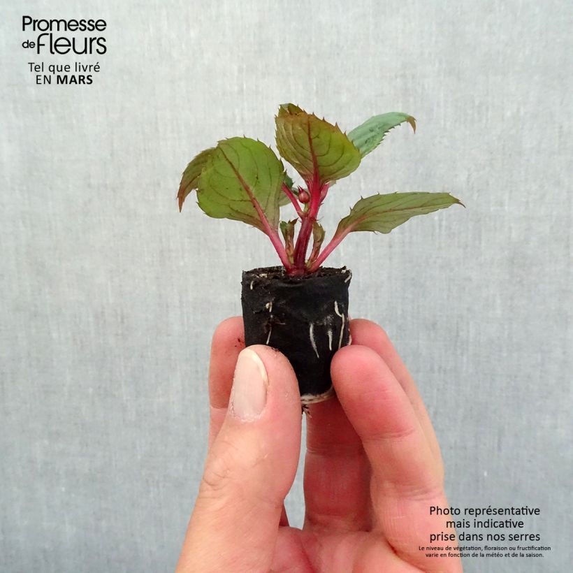 Exemplar von Sonnenlieschen Sunpatiens Compact Blush Pink - Impatiens Mini-Plug Ø 3/4 cm wie im Frühjahr geliefert