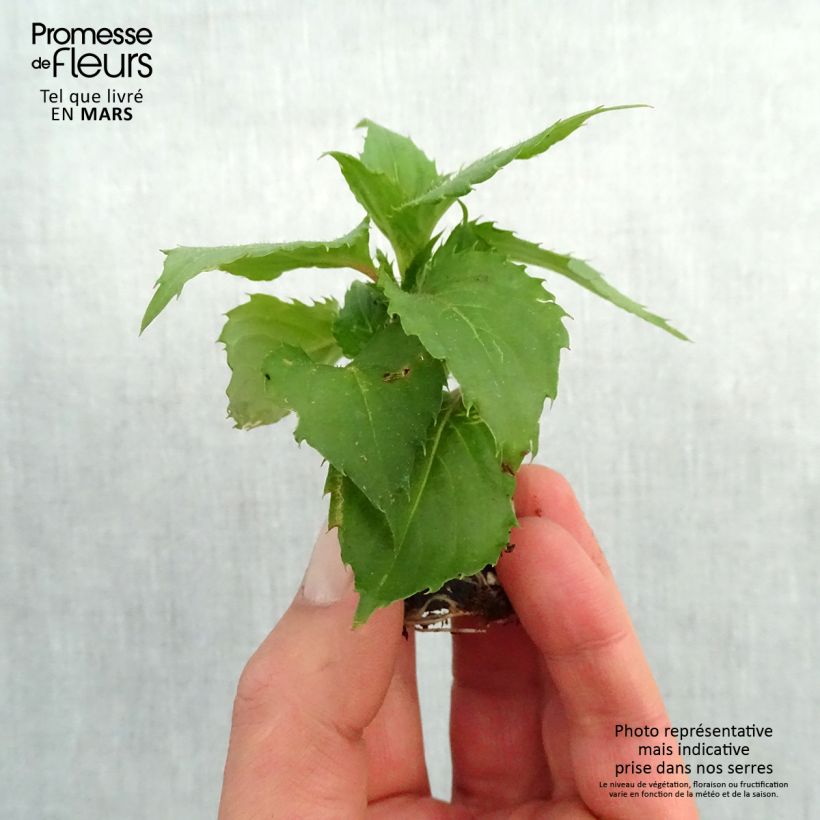 Exemplar von Sonnenlieschen Sunpatiens Compact Hot Lilac - Impatiens Mini-Plug Ø 3/4 cm wie im Frühjahr geliefert