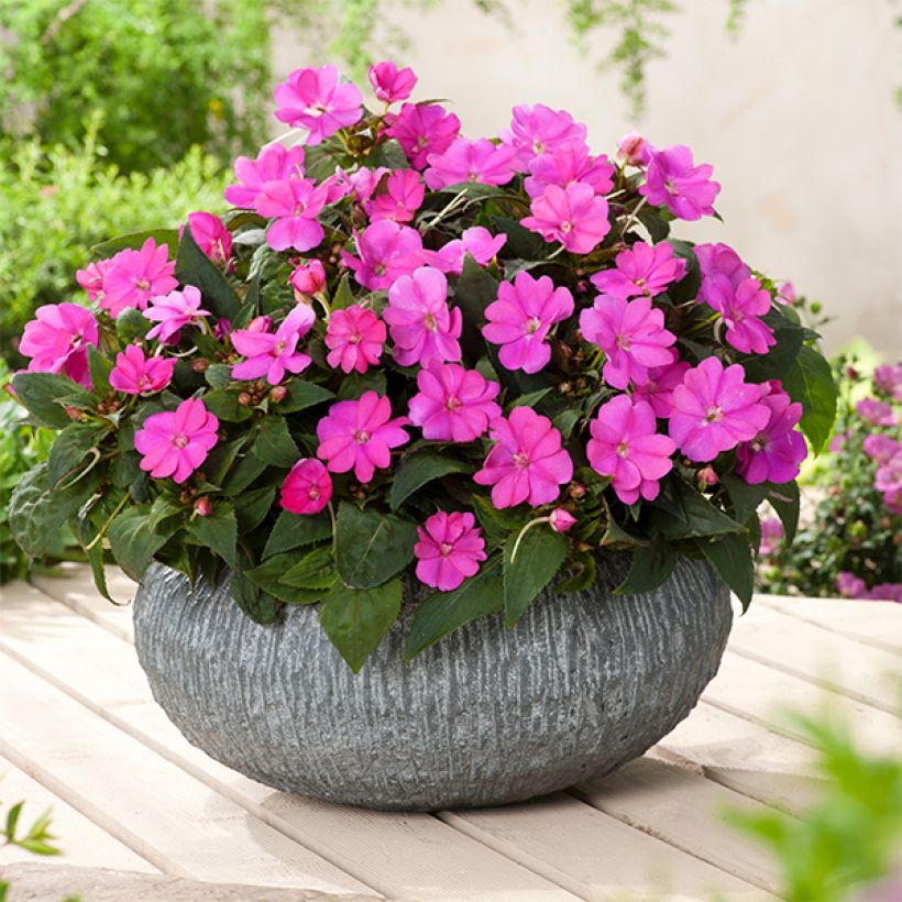 Sonnenlieschen Sunpatiens Compact Hot Lilac - Impatiens (Wuchs)