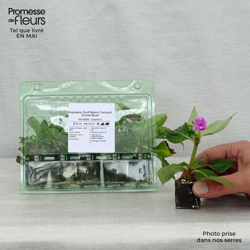 Exemplar von Sonnenlieschen Sunpatiens Compact Orchid Blush - Impatiens Mini-Plug Ø 3/4 cm wie im Frühjahr geliefert