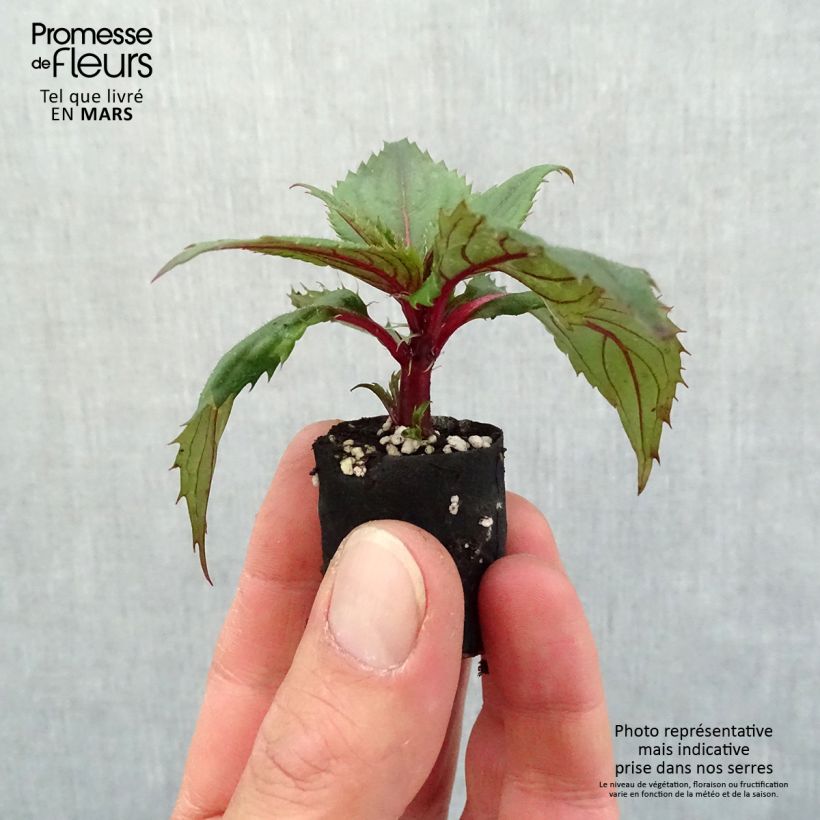 Example of Sonnenlieschen SunPatiens Compact Purple - Impatiens Mini-Plug Ø 3/4 cm as you get in printemps