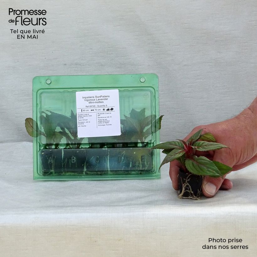 Example of Sonnenlieschen SunPatiens Vigorous Lavender - Impatiens Mini-Plug Ø 3/4 cm as you get in printemps