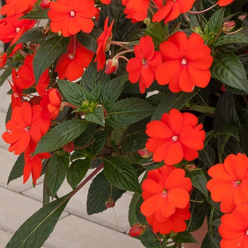 Sonnenlieschen SunPatiens Vigorous Orange Improved - Impatiens (Laub)