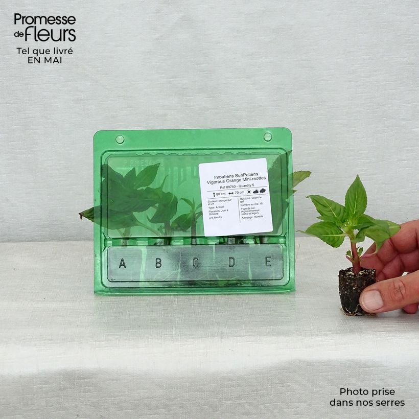 Exemplar von Sonnenlieschen SunPatiens Vigorous Orange Improved - Impatiens Mini-Plug Ø 3/4 cm wie im Frühjahr geliefert