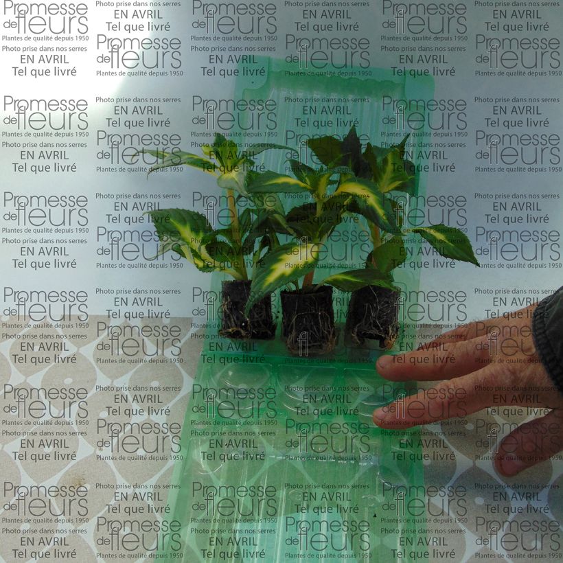 Example of Sonnenlieschen SunPatiens Vigorous White Variegated - Impatiens Mini-Plug Ø 3/4 cm as you get