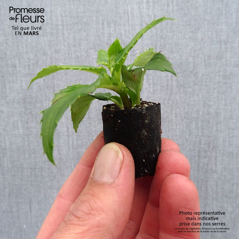 Exemplar von Sonnenlieschen Sunpatiens Compact Blanc - Impatiens Mini-Plug Ø 3/4 cm wie im Frühjahr geliefert