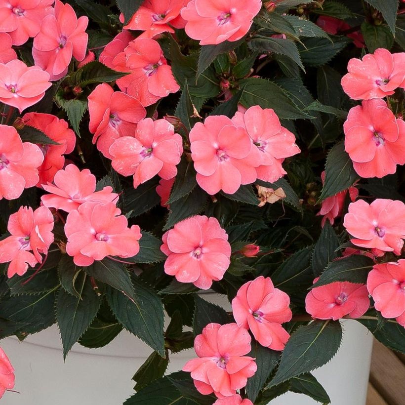 Sonnenlieschen SunPatiens Vigorous Pink Pearl - Impatiens (Foliage)