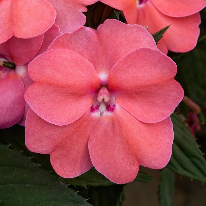 Sonnenlieschen SunPatiens Vigorous Pink Pearl - Impatiens (Flowering)