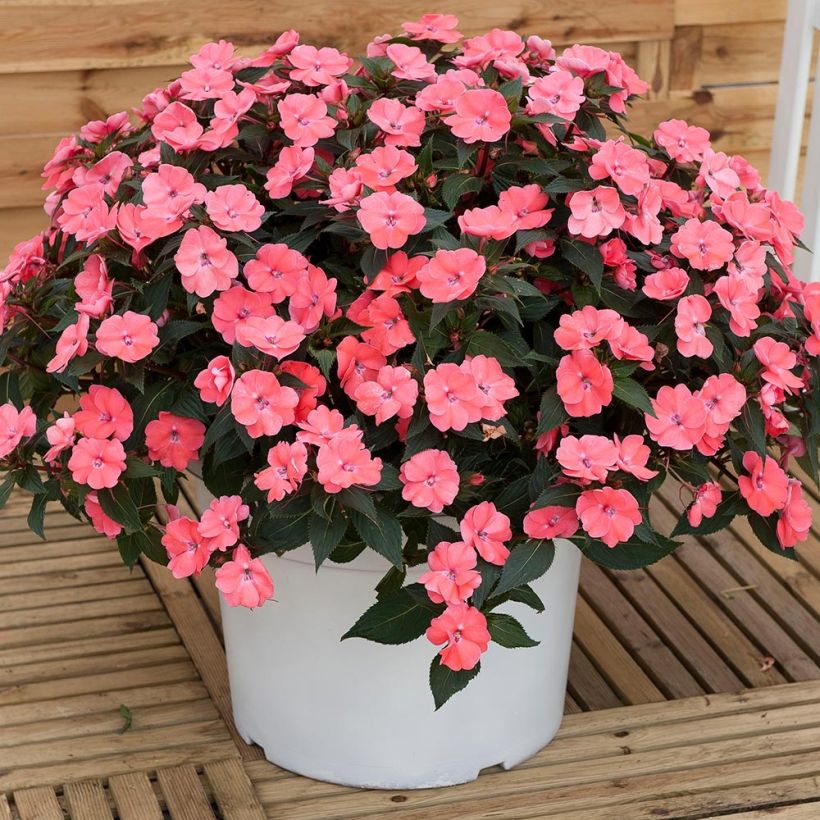 Sonnenlieschen SunPatiens Vigorous Pink Pearl - Impatiens (Plant habit)