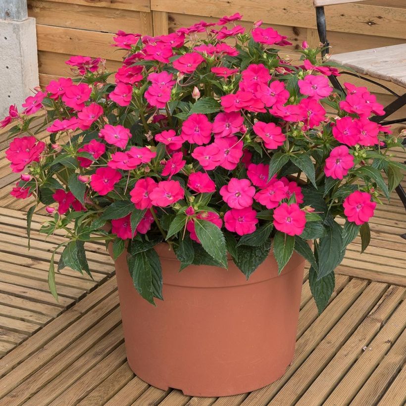 Sonnenlieschen SunPatiens Vigorous Rose Pink - Impatiens (Wuchs)
