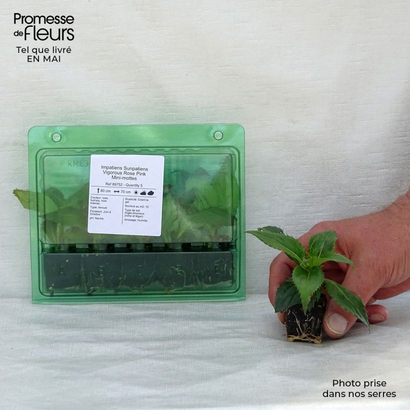 Exemplar von Sonnenlieschen SunPatiens Vigorous Rose Pink - Impatiens Mini-Plug Ø 3/4 cm wie im Frühjahr geliefert