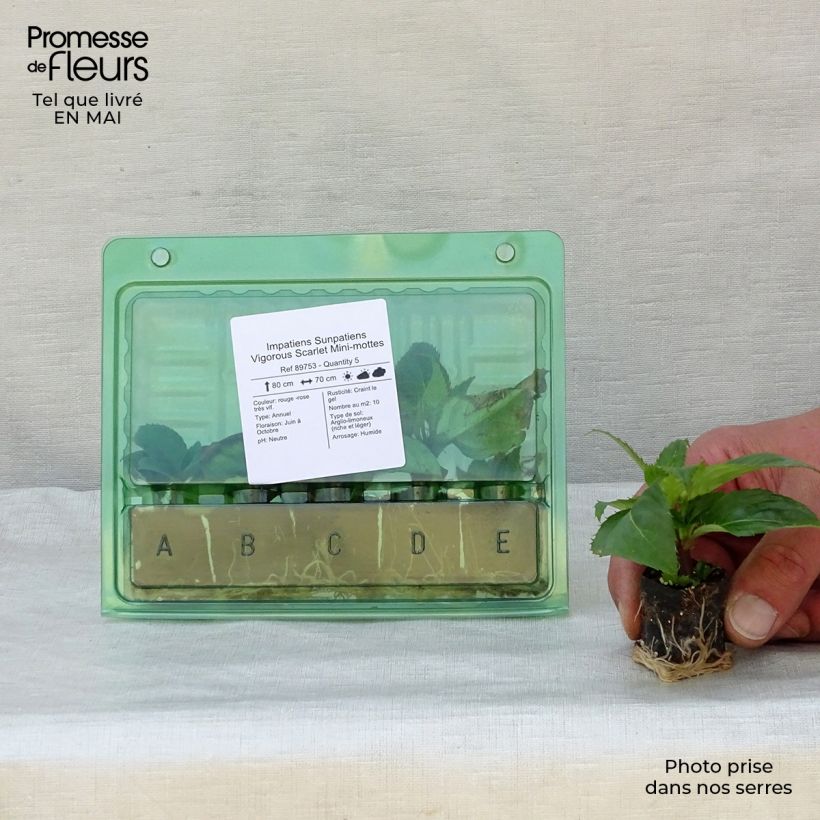 Exemplar von Sonnenlieschen SunPatiens Vigorous Scarlet - Impatiens Mini-Plug Ø 3/4 cm wie im Frühjahr geliefert