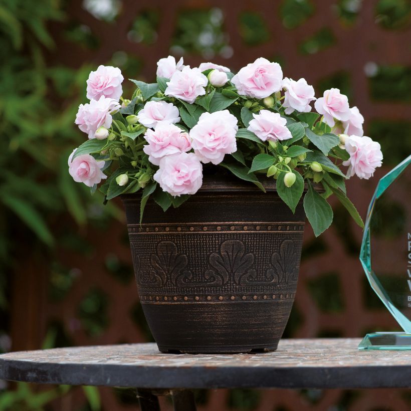 Fleißige Lieschen Glimmer Appleblossom - Impatiens walleriana (Plant habit)