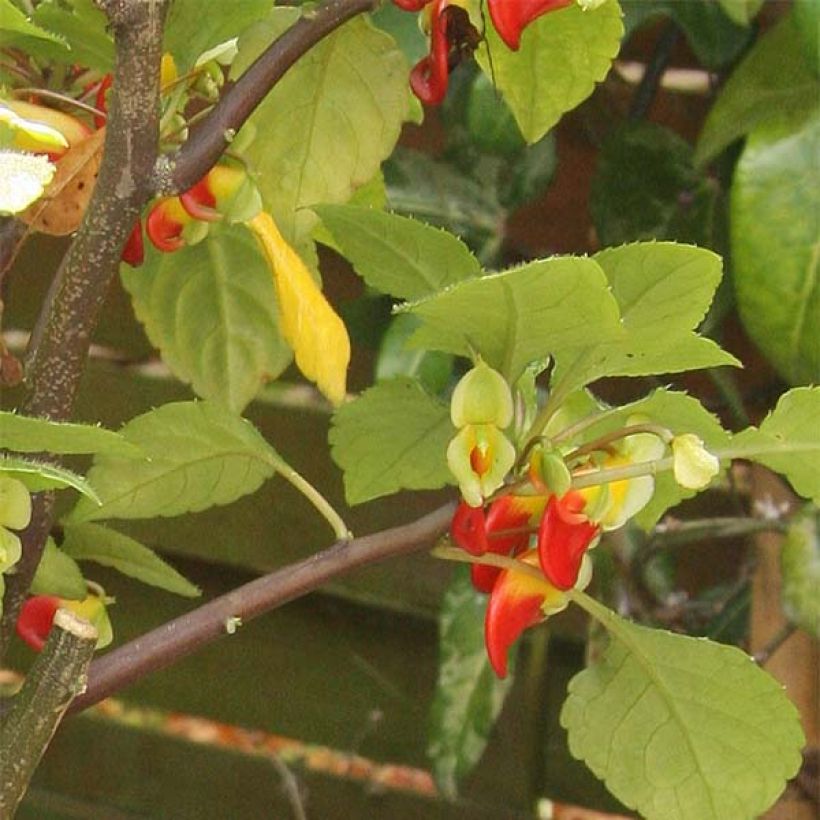 Impatiens niamniamensis - Springkraut (Laub)
