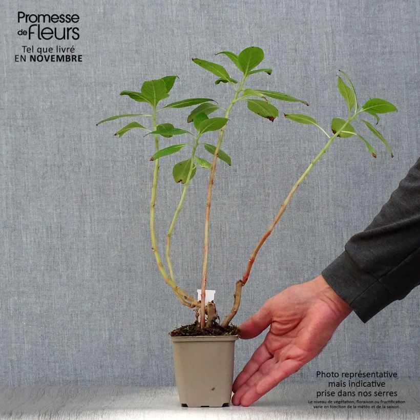 Example of Impatiens tinctoria - Springkraut Kleine Töpfe von 8/9 cm as you get in automne