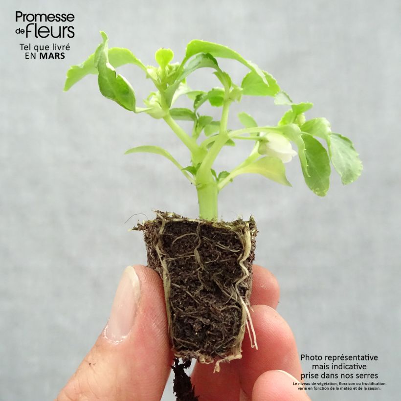 Exemplar von Fleißige Lieschen Beacon Mix - Impatiens walleriana Jardi-Plug: Wurzelballen 3,8 cm x 3,2 cm in Anzuchtplatte à 15 Stück. wie im Frühjahr geliefert