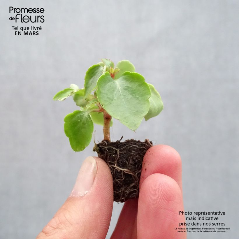 Exemplar von Fleißige Lieschen Beacon Mix - Impatiens walleriana Mini-Plug Ø 1,5/2,5 cm wie im Frühjahr geliefert