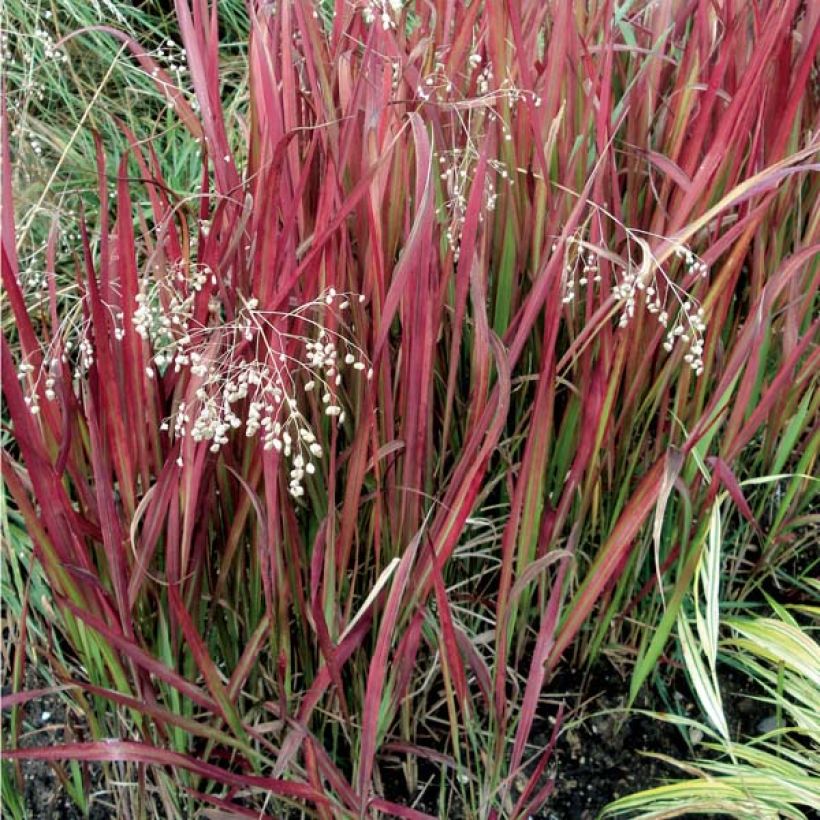 Imperata cylindrica Red Baron - Alang-Alang-Gras (Wuchs)