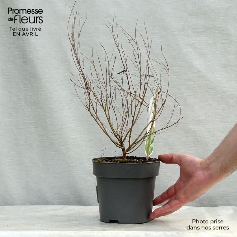 Exemplar von Indigofera heterantha - Himalaya -Indigostrauch Topf mit 2L/3L wie im Frühjahr geliefert