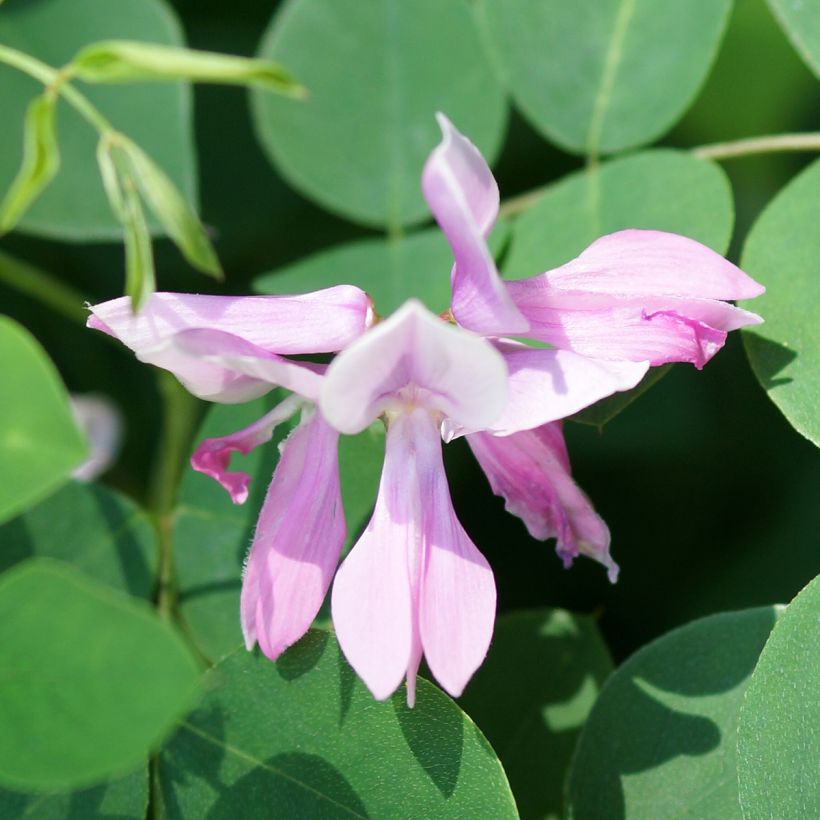 Indigofera kirilowii - Kirilows Indigostrauch (Blüte)