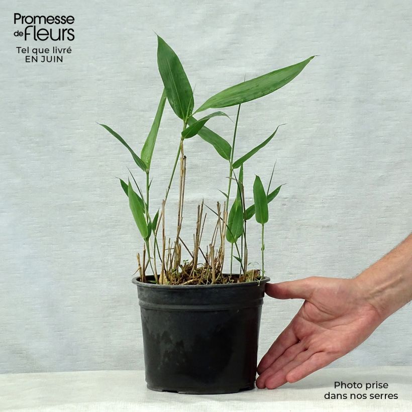 Exemplar von Indocalamus latifolius - Bambus Topf mit 2L/3L wie im Sommer geliefert