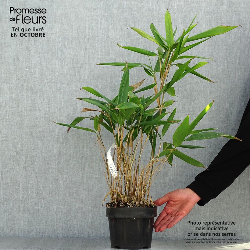 Exemplar von Indocalamus latifolius - Bambus Topf mit 2L/3L wie im Herbst geliefert