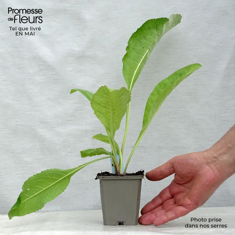 Exemplar von Inula helenium - Echter Alant Kleine Töpfe von 8/9 cm wie im Frühjahr geliefert