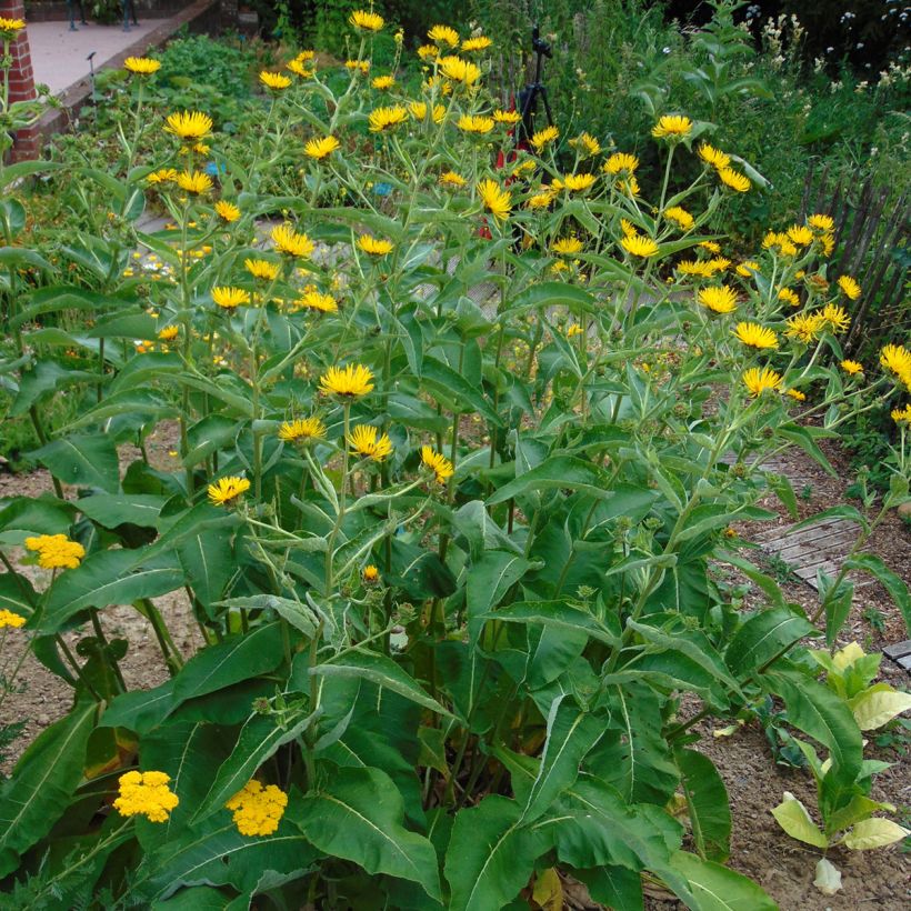 Inula orientalis - Orientalischer Alant (Wuchs)