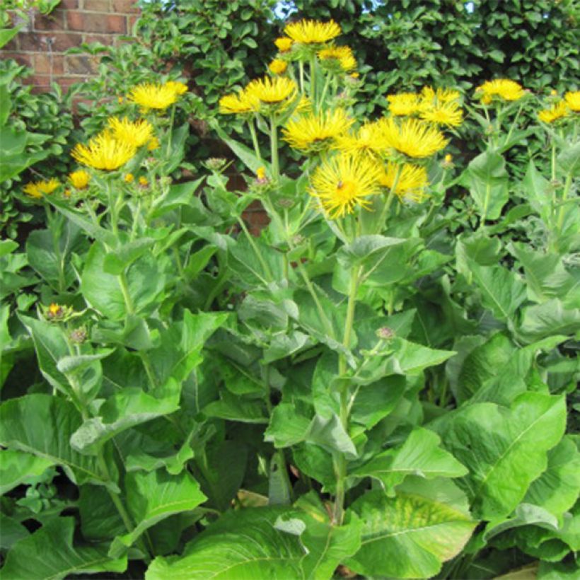Inula racemosa Sonnenspeer - Traubiger Alant (Wuchs)