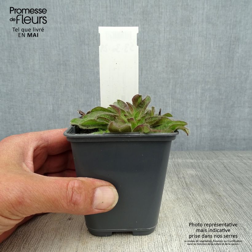 Exemplar von Inula rhizocephala - Alant Kleine Töpfe von 8/9 cm wie im Frühjahr geliefert